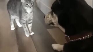 #fun cat