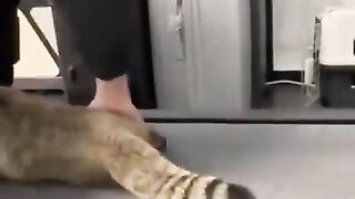 #The cat plays sports while sleeping
