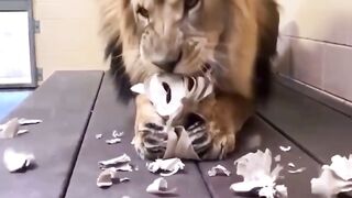 The lion is hungry