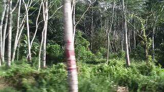 the beautiful nature of Borneo