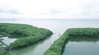 Free Mangrove Forest View by Drone