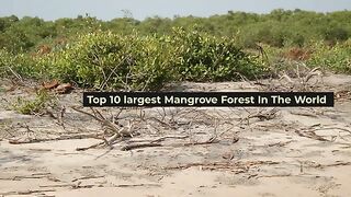 Top 10 largest Mangrove Forests