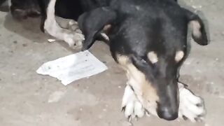 কুত্তার মন খারাপ