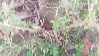 Sembunyi di rerumputan