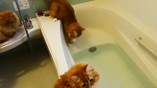 Epic Cats Hate Falling in Water