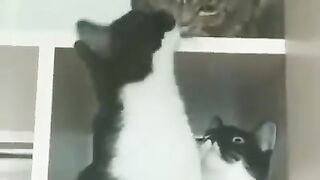 Funniest Cats and Dogs Funny Animal Videos