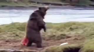 BEAR VS MAN