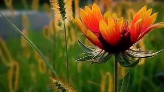 Amazing videos 2024
