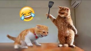 Funniest Cats and Dogs  Animal Videos #1  Funny