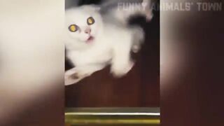 ✓ Funniest Cats and Dogs Animal Videos #2  Funny