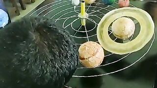 বাচ্চারা সব পারে।  দেখেন কিভাবে তারা গ্রহ তৈরি করল
