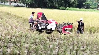 rice harvest (Panen padi)