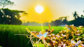 Nature 243