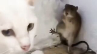 Animal funny moments
