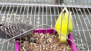 Love Birds movement