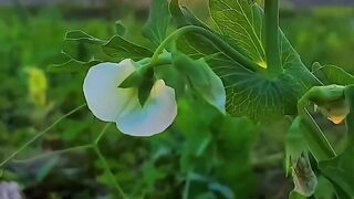 Amazing video 214