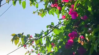 Beautiful Flowers video amazing