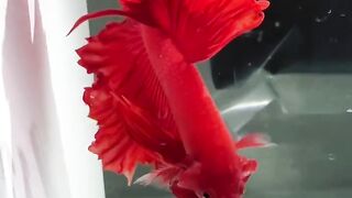 A beautiful fish 2