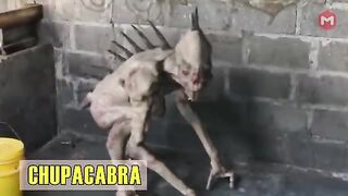 12 mythical animals that actually existed