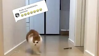 cute cat videos //cute cat acting a wedding girl //cute cat running speed