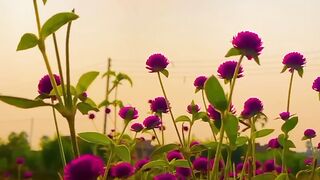 Beautiful flowers 23