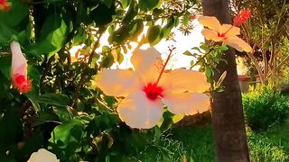 Beautiful flowers 24