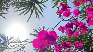 Beautiful flowers 25