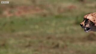 Cheetah chases wildebeest - The Hunt - BBC One.