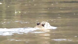 Jaguar Porto - Jofree - Pantanal 8-6-23 Howard Vaughan.