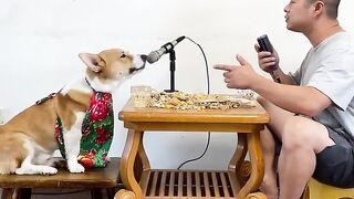 The Song of the Wise Dog