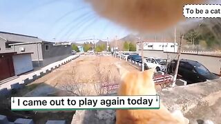 Put a camera on cat and show you the complex social network of cats.