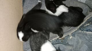 Baby Rabbits very quite ????