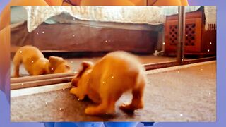 Dogs funny videos????funny dog videos????funny dogs????Funny Animal Videos????99% try very hard to not laugh