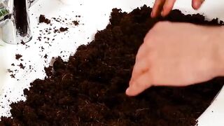 What is our favorite thing to grow? ???????????? ????