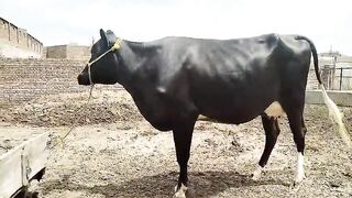 Insaf Cattle Farm beautiful  Friesian cow for sale 20 din rhty ha sony my first tim  Friesian jersey cross  sony my 18 din rhty ha  First tim