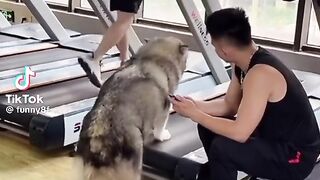 What a man can do, a dog can do better ????