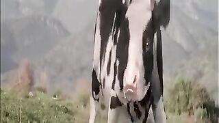 cow vs kongfu master