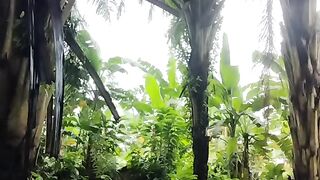 The natural beauty of palm groves