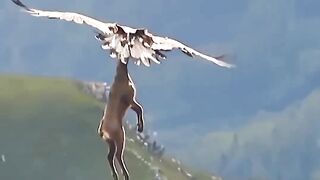 Eagle #animals #birds