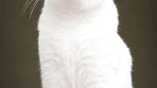 Beautiful cat #cute #cat #animal