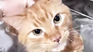 funny cats ???? episode 363 #shorts.