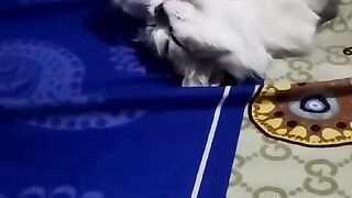What are you dreaming.....this persian cat?