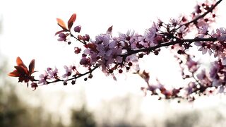 Natural  Beutyfull  Flower
