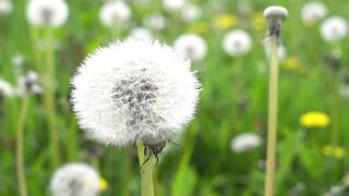 Natural  Beutyfull  Flower 2