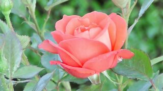 Natural  Beutyfull  Flower 3