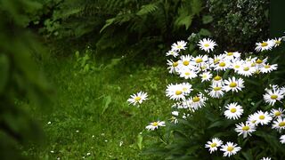 Natural  Beutyfull  Flower 4