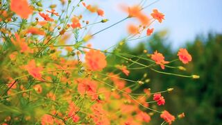 Natural  Beutyfull  Flower 5