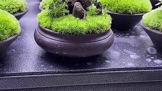 ????Moss Bonsai Moss Micro Landscape bonsai art????苔藓微景观《nana》 works