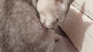 Kucingnya jantan #cat #kucingrumahan
