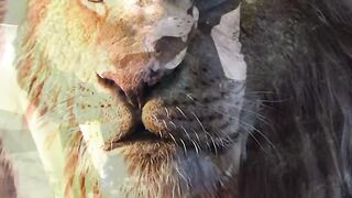 Viral lion